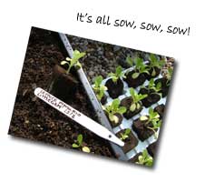 Seedlings in tray