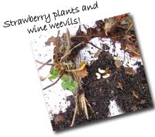 Strawberry Plants & Vine Weevils