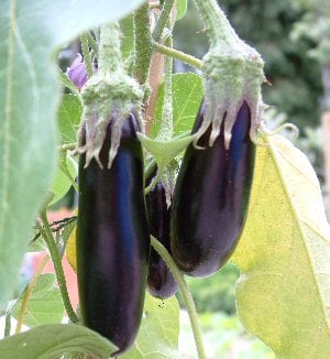 Aubergine