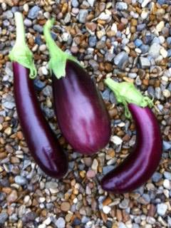 aubergines