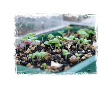 Basil Seedlings