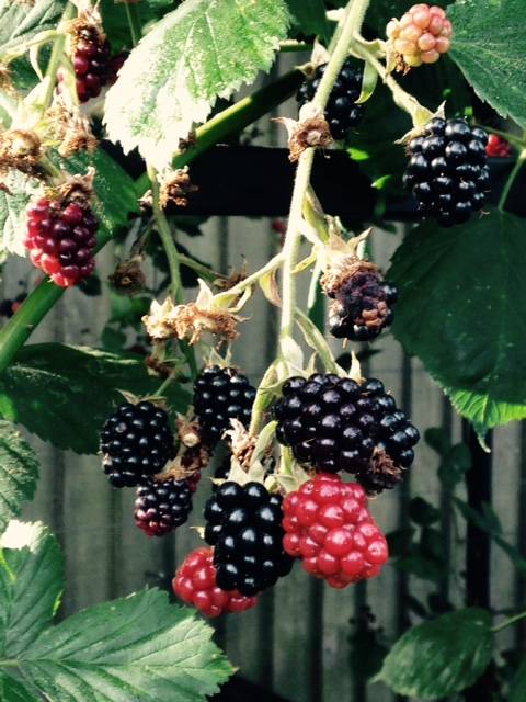 blackberries