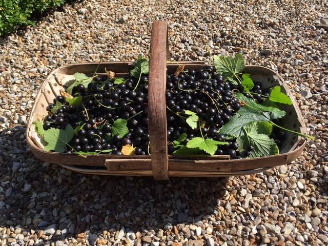 blackcurrant trug