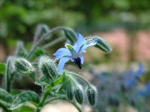 Borage