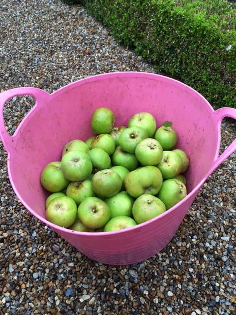 bramley harvest