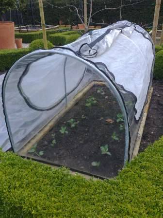 broad beans under cloche