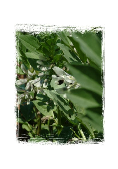 Broad Bean Flowers