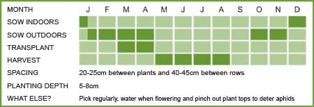 Broad Bean Matrix