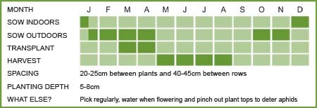 Broad Bean Matrix