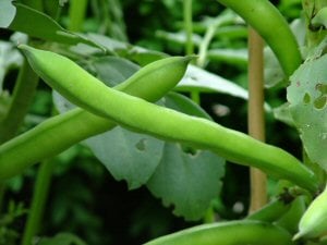 Broad Beans