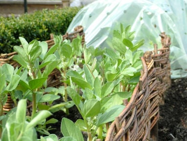 Broad Beans