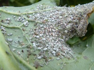 Cabbage Mealy Aphid 