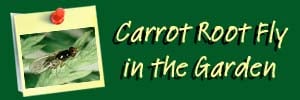 Carrot Ai Header