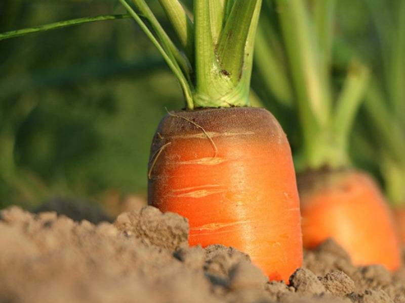 Carrot Blog 1