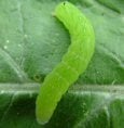 Caterpillar