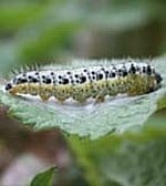 Caterpillar