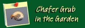 Chafer Ai Header