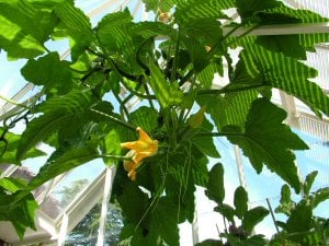 Climbing Courgette
