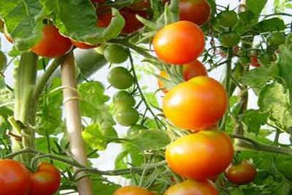 Tomatoes