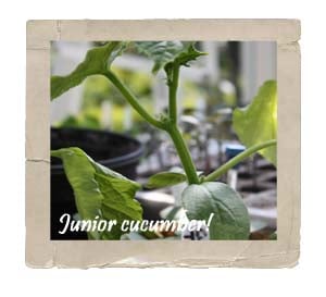 Cucumber Seedlings