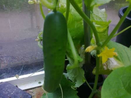 cucumber
