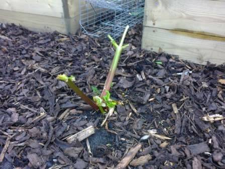 rabbit damage rhubarb