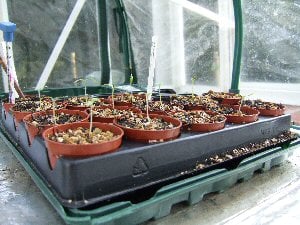 Seeds germinating in jumbo propagator