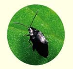 Flea Beetle