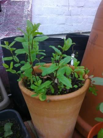 mint in greenhouse