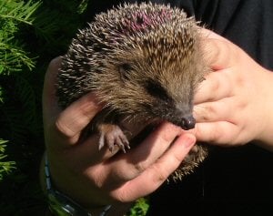 Hedgehog1