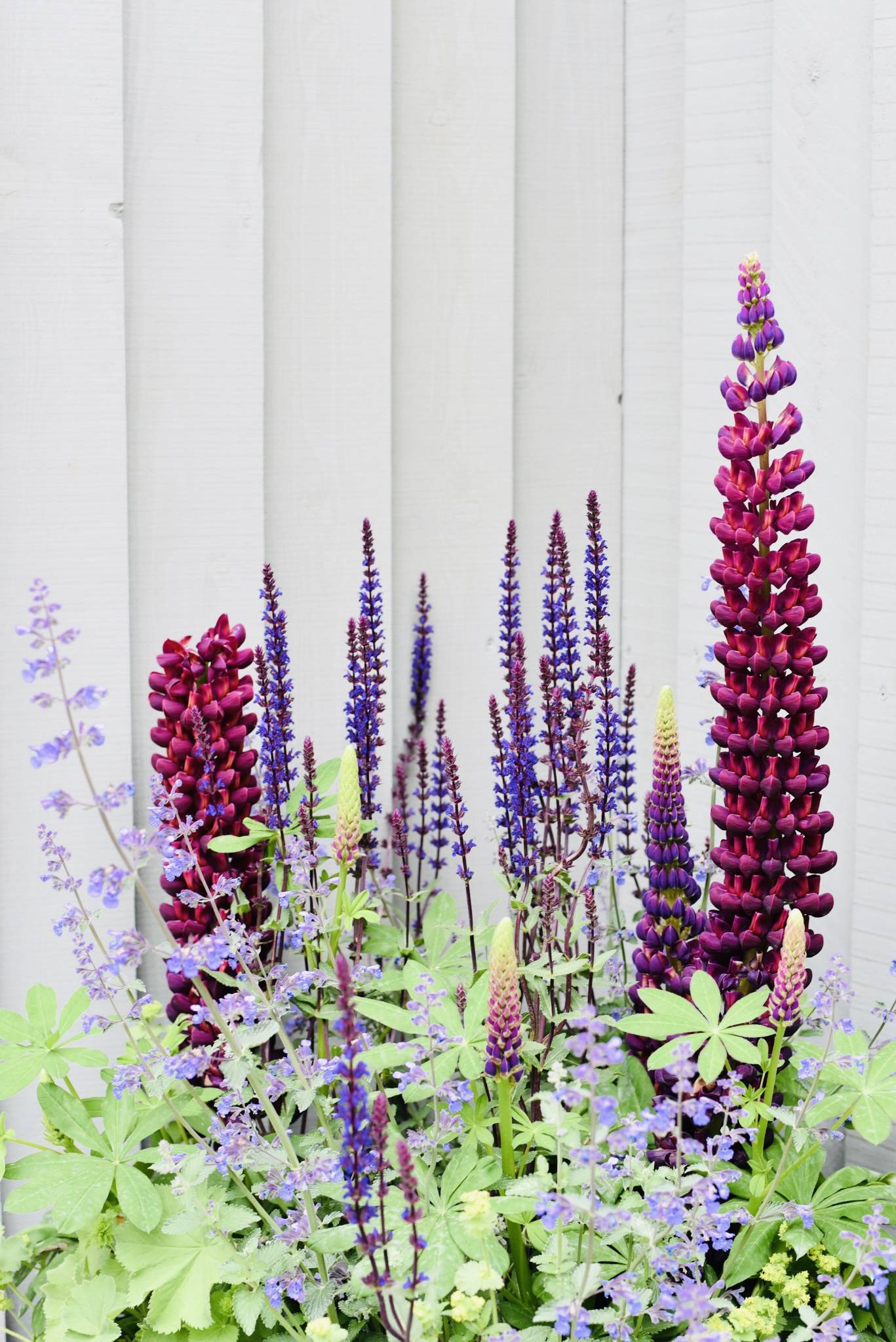 Patio planer plants - close up