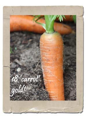 Kitchen Garden Carrots