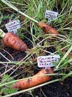 Harvesting Carrots