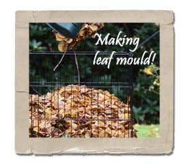 Leaf Mould