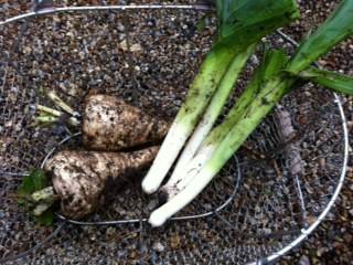 leek and parsnips