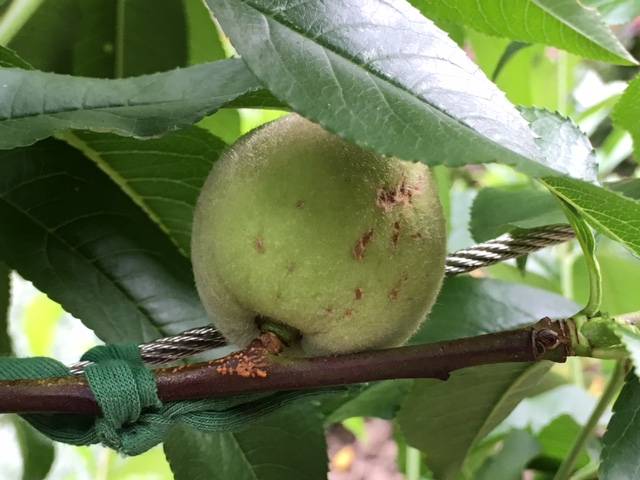 peach fruit