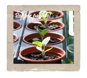 Pepper Seedlings