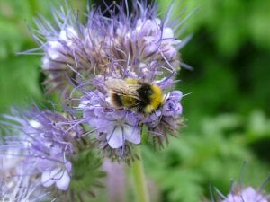 Phacelia 