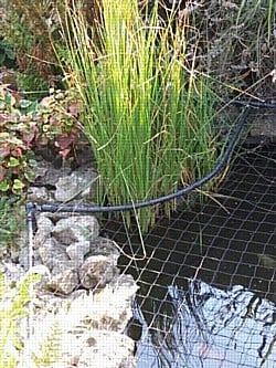 Pond Netting 2