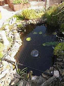 Pond Netting 3