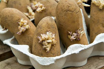 potatoes chitting