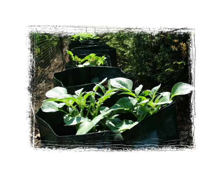 Potato Planters