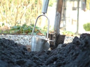 Potato Planting 