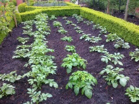 potatoes