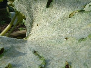 Powdery Mildew