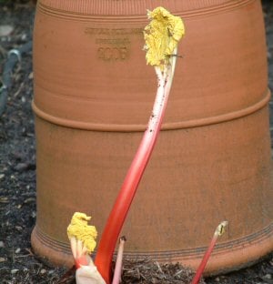 Rhubarb Forcer