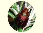 Rose Beetle