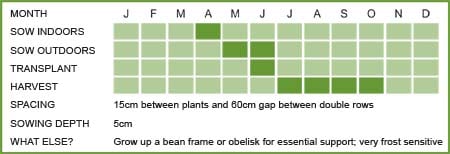 Runner Bean Matrix