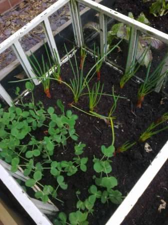 shallots and pea shoot