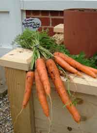 Freshly picked Carrots from the Garden